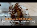 Karıncalarım ACIKMIŞ! Koloni Besleme ( MAKRO )