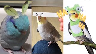 FUNNY PARROT COMPILATION - Funny parrot videos by Pet Blade 329 views 2 years ago 8 minutes, 12 seconds
