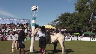 Video Tv Animal Argentina Horse Canal Rural Jineteadas de caballos Arroyo Leyes 2019 Pampa Gaucho