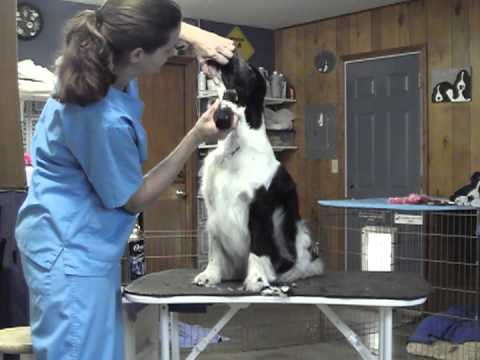 shaving a springer spaniel