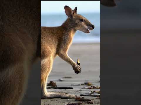 Video: Het kleinste continent op aarde - natuurlijk, Australië