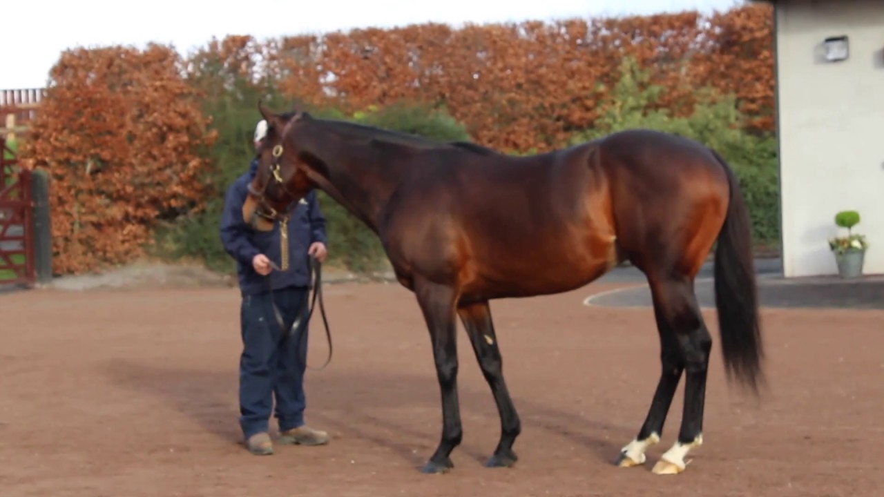 John O'Connor on New Bay and Fascinating Rock's first yearlings in 2019