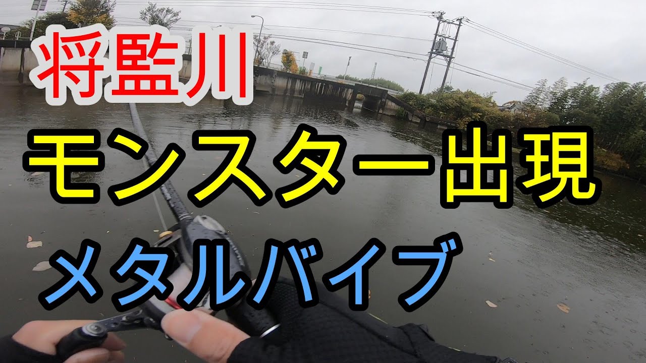 【将監川】でモンスター出現  晩秋【メタルバイブ】2022年11月23日
