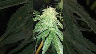 My little brother's frosty bud's