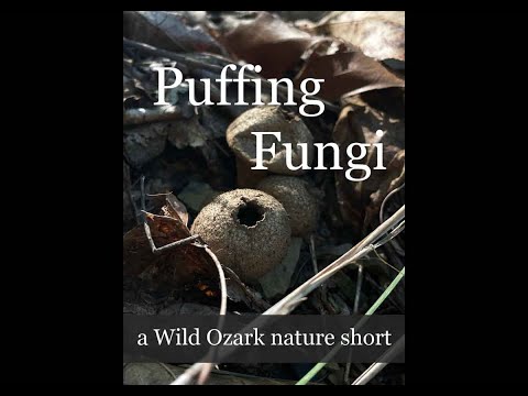 Puffing Fungi (Common Puffball)