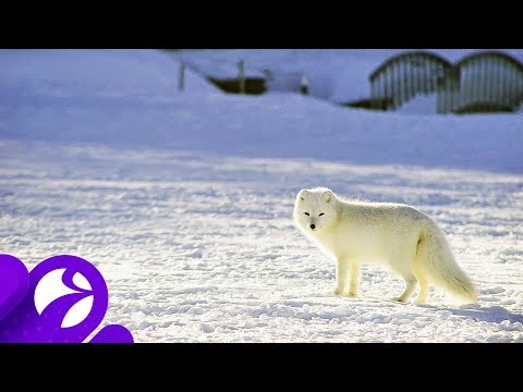 Лисы и песцы покоряют ямальские города