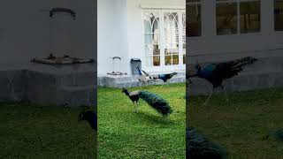burung merak biru di halaman villa