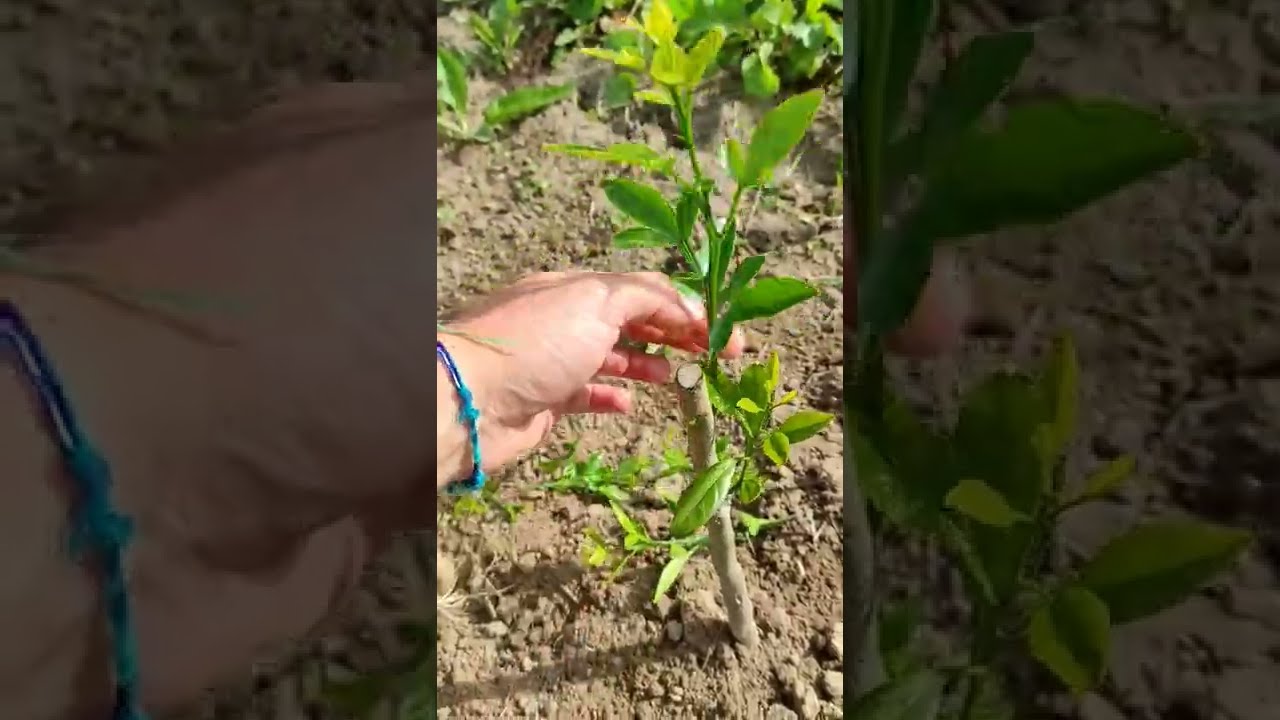 Retrait Des Rejets Sur De Jeunes Greffes Mandarines Satsuma Owari Rusticit 12 Degr S 