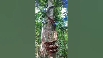 Snake Climbing Tree Climbing Snake Malai Paambu 