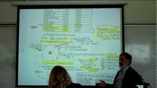 PROSTAGLANDINS, TRIGLYCERIDES & PHOSPHOLIPIDS by Professor Fink