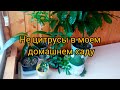 &quot;Не цитрусы&quot; в моем дивном саду. Кофе Нана, лавр благородный, мурайя Метельчатая, гранат Карфаген.