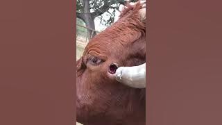 Dehorning Cow