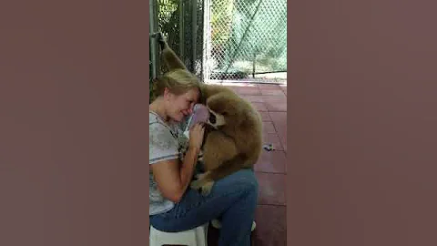 Talkin' monkeys
