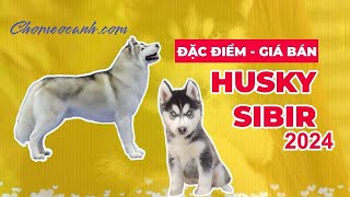 Chó Husky Sibir  Nguồn gốc, đặc điểm, giá bán? Mua chó Husky giá rẻ Tphcm, Hà Nội? Chomeocanh.com