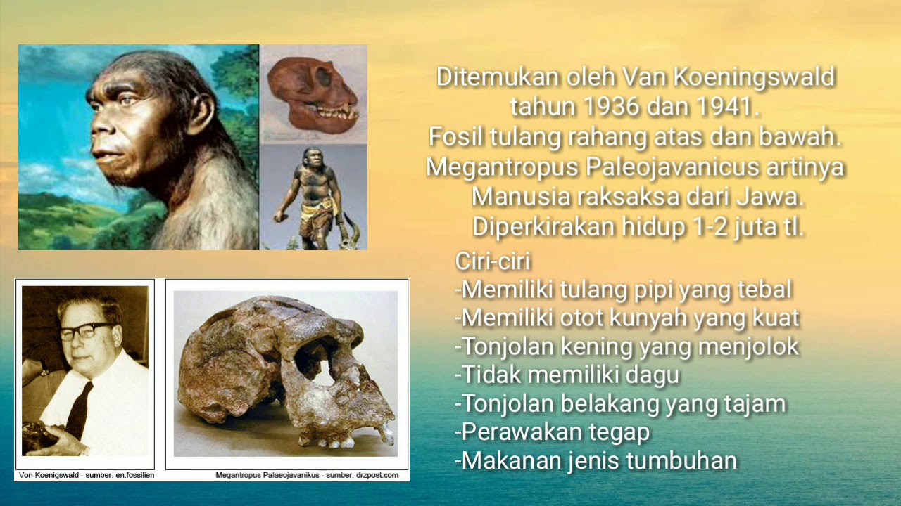 Mengenal Manusia Purba di Indonesia YouTube