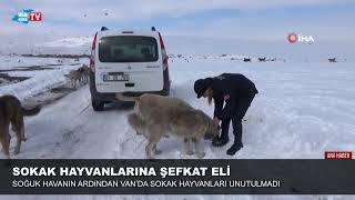 Sokak Hayvanlarına Şefkat Eli