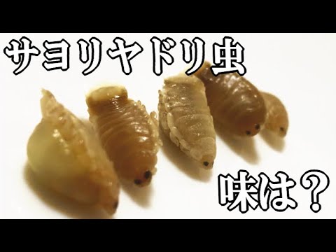 サヨリヤドリムシを食べてみたらとんでもない味だった 僕に寄生虫を食べる事をオススメした犯人は Youtube