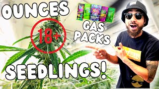 OUNCE PRICES, Seedling stage tips and more!! 🔞 Talkin Loud Podcast Ep92