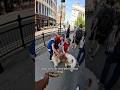 Interactions with my dog!! #youtubeshorts #shorts #viral #fyp #foryou #pets #violasnow #viraldog