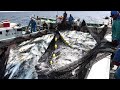 Awesome  Fisherman Caught Fish With Fishing Net - Traditional Net Fishing in The Sea