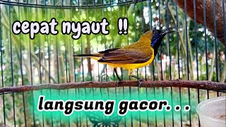 CEPAT NYAUT PANCINGAN SOGON MALAS BUNYI LANGSUNG GACOR #sogongacor #pancingansogon #sogokontonggacot