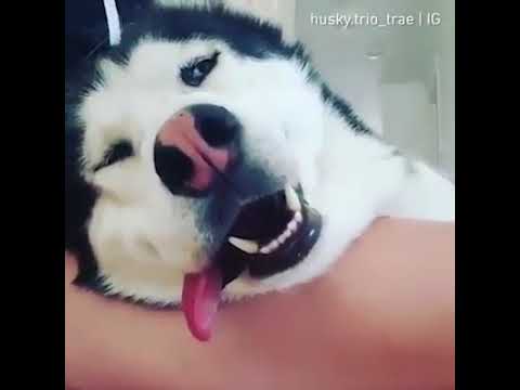 dogs-prank---massage-husky's-hair-|-9gag-it