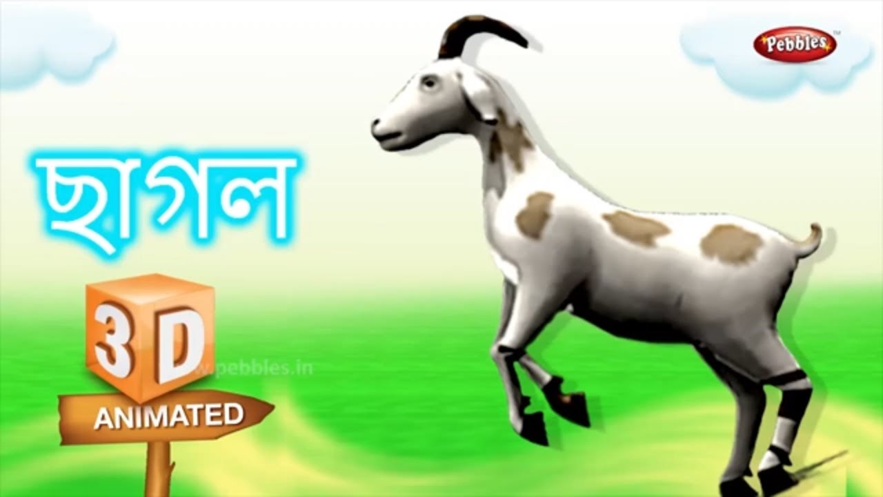 Interesting Animal Facts Goat ছাগল Goat Essay in Bengali Learn