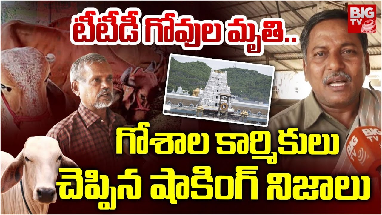 టీటీడీ గోవుల మృతి.. | TTD Goshala Workers Face To Face | Tirumala Tirupati | BIG TV