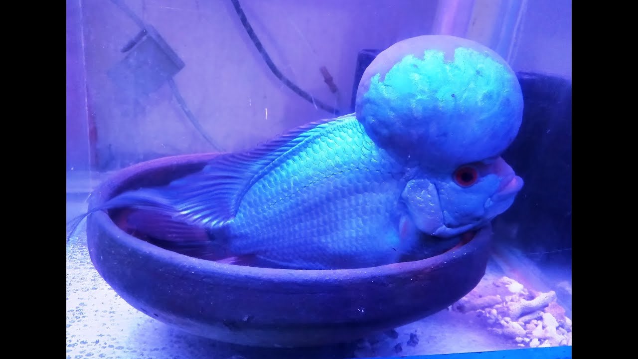 THAI SILK FLOWERHORN FISH FRIES YouTube