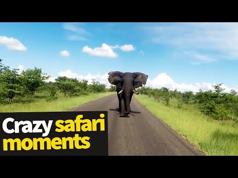 Top 20 Incredible Safari Moments Caught on Camera