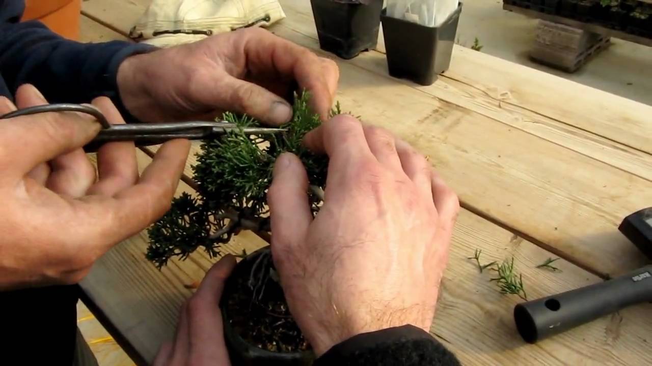 bio gold bonsai dnger anwendung Biogold Bonsai Dnger  organisch & hochwertig 900 g / Rene's Bonsai Baum   Rene's Bonsai Baum
