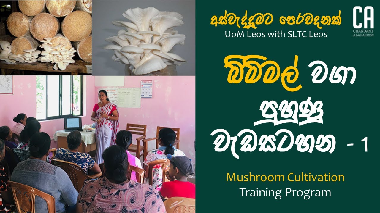 අස්වැද්දුමට පෙරවදනක් | බිම්මල් පුහුණු වැඩසටහන ( Part 1) |  Mushroom Cultivation Training Program