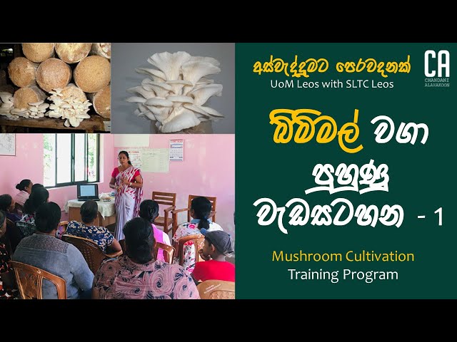 අස්වැද්දුමට පෙරවදනක් | බිම්මල් පුහුණු වැඩසටහන ( Part 1) |  Mushroom Cultivation Training Program
