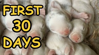 Baby Rabbits Grow Up Days 1 to 30  Baby Rabbits Time Lapse