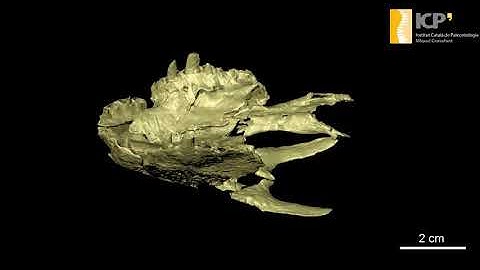 Virtual 3D cranial reconstruction of O. furatus