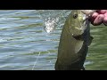 Targeting Bass in the Umpqua River with Topwater Lures
