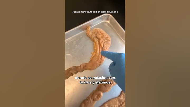 Así se ve un ESTÓMAGO real 🤔👀