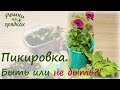 ПИКИРОВКА рассады | Как пикировать петунию | Цветёт вегетативная Littletunia Shiraz