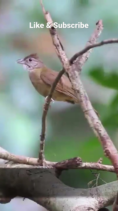 Tertangkap Kamera Burung Kapas Tembak Di Alam #kicaumaniaindonesia