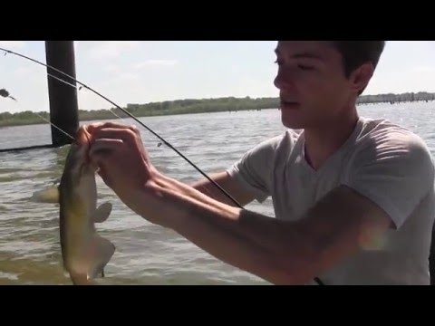 Video Tips on catfishing
