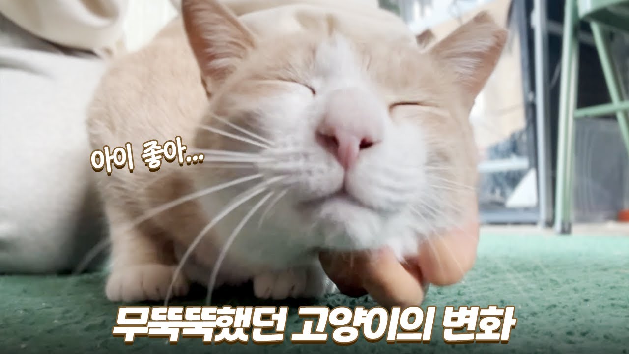 하루아침에 개냥이가 된 길출신 고양이 | 백치의 변화 | 아몽이 뒹굴딱 | 쫀니와 쪼꼬미들 | 🏝️베베집사 제주살이