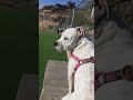 #bulldog #bully #pitbull #dogpark #esperanto #tijuana
