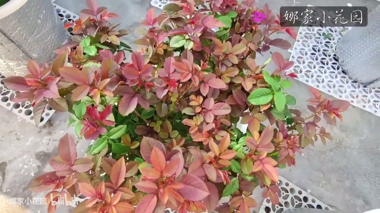 秋天给月季撸叶子好处多多，操作演示Giving Chinese rose leaves in autumn has many benefits. Operation demonstration.