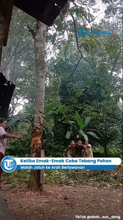 Ketika Emak-Emak Coba Tebang Pohon, Malah Jatuh ke Arah Berlawanan