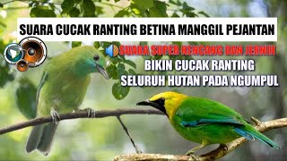 SUARA PIKAT CUCAK RANTING,,Suara cucak ranting betina manggil pejantan