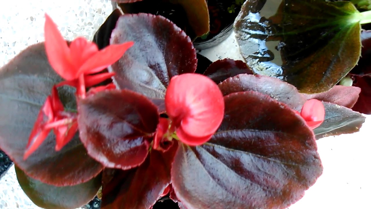 Begonia Flor de azúcar *Vivero Plantas Al Natural - YouTube