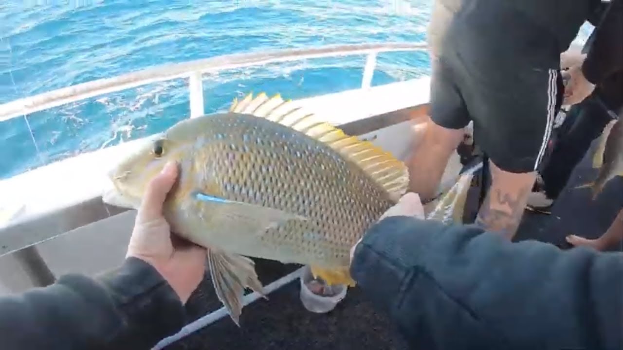 BIG SPANGLED EMPEROR + COD - (Catch+Clean) - Exmouth - EP 18