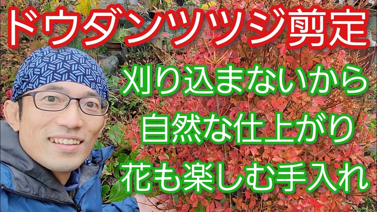 【ドウダンツツジの剪定】自然樹形で小さくしつつ花も咲く2例の手入れ(2022年12月)🌳✨