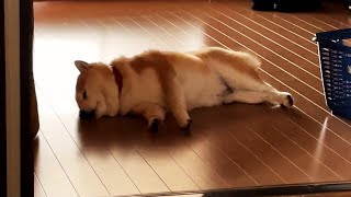 暑くなると和犬としてのプライドを捨てフローリングに魂を売る柴犬