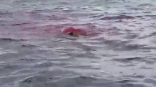 Shark attacks a seal on the Columbia River (GRAPHIC LANGUAGE)